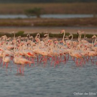 Phoenicopterus roseus Pallas, 1811